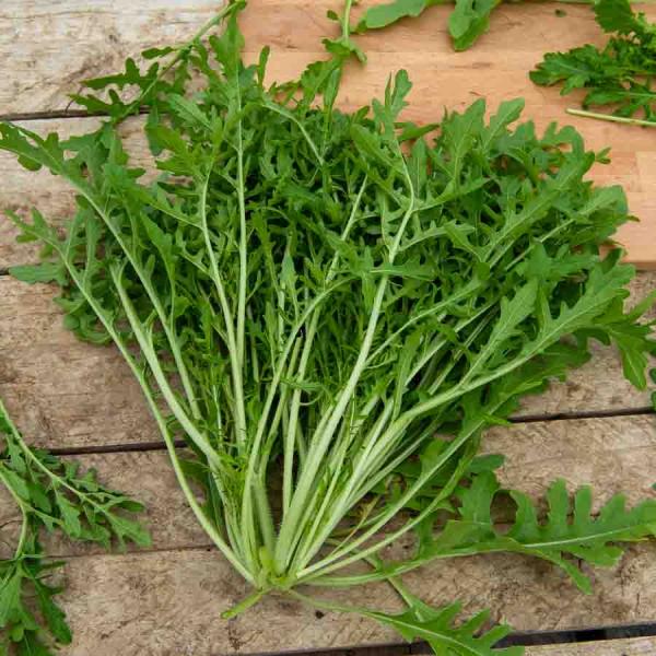 Potagères - Roquette cultivée - face recto